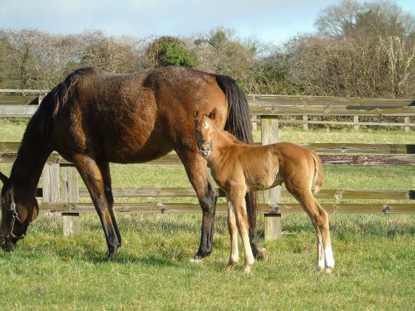 2022 filly by New Bay